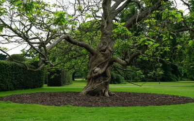 How To Safely Re-Landscape Around Mature Trees