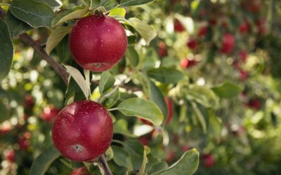 The Best Time to Prune Fruit Trees