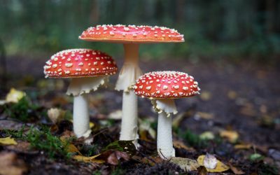 Mushrooms Growing on Landscape Trees