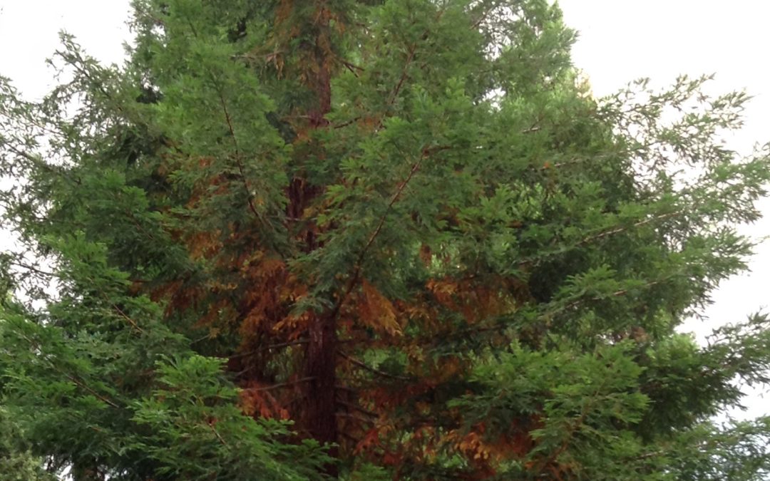Why is My Redwood Tree Turning Brown?